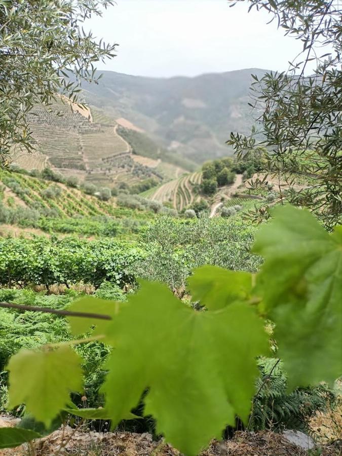 Quinta Da Laceira - Douro Valley - Alojamento Local Vila Real Exteriér fotografie